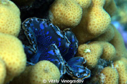 Giant blue shell by Vitaly Vinogradov 
